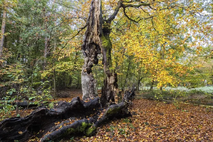 Framed Print : Old hute beech in autumn, Kellerwald