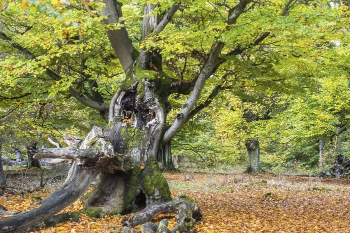 Framed Print : Old hute beech in autumn, Kellerwald