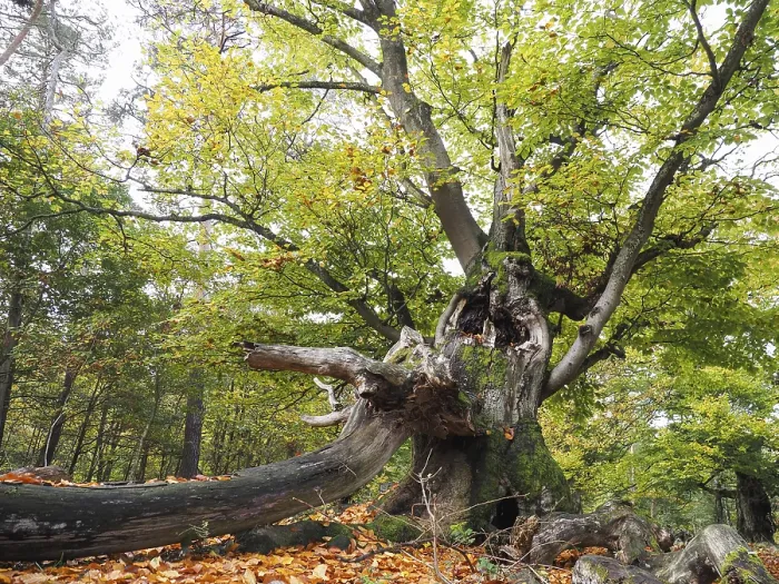 Framed Print : Old hute beech in autumn, Kellerwald