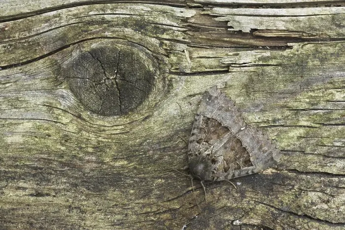 Framed Print : Old Lady Moth (Mormo maura), adult