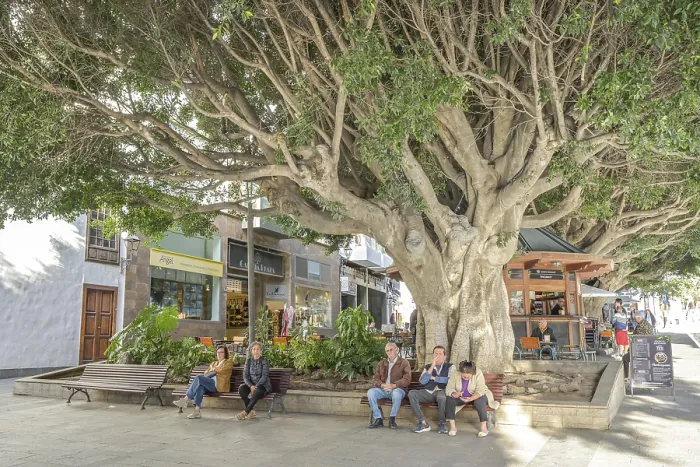 Framed Print : Old large laurel trees, street scene