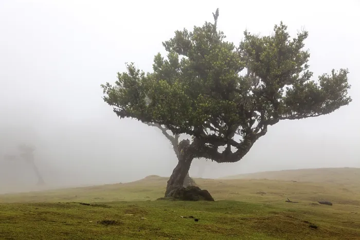Framed Print : Old laurel tree in the mist, stinkwood (Ocotea foetens) Framed Print : Old laurel tree in the mist, stinkwood (Ocotea foetens)