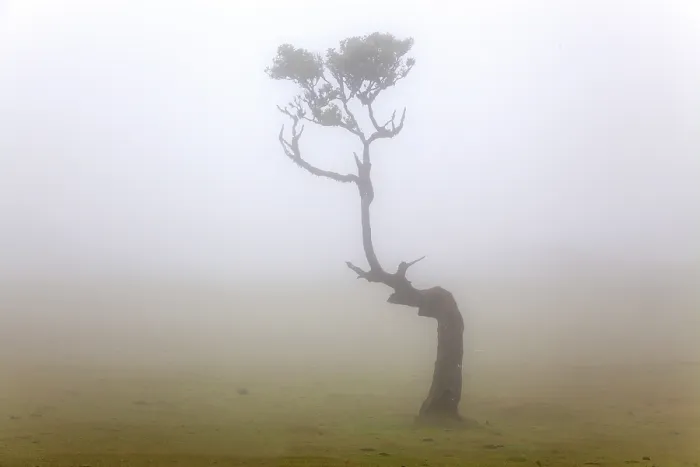 Framed Print : Old laurel tree in the mist, stinkwood (Ocotea foetens)