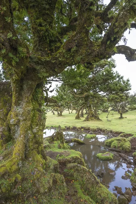 Framed Print : Old laurel trees in the Fanal fairy forest on the Paul da Serra plateau Framed Print : Old laurel trees in the Fanal fairy forest on the Paul da Serra plateau