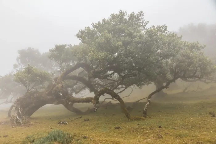 Framed Print : Old laurel trees in the mist, stink laurel (Ocotea foetens)