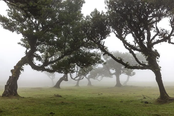 Framed Print : Old laurel trees in the mist, stinkwood (Ocotea foetens) Framed Print : Old laurel trees in the mist, stinkwood (Ocotea foetens)