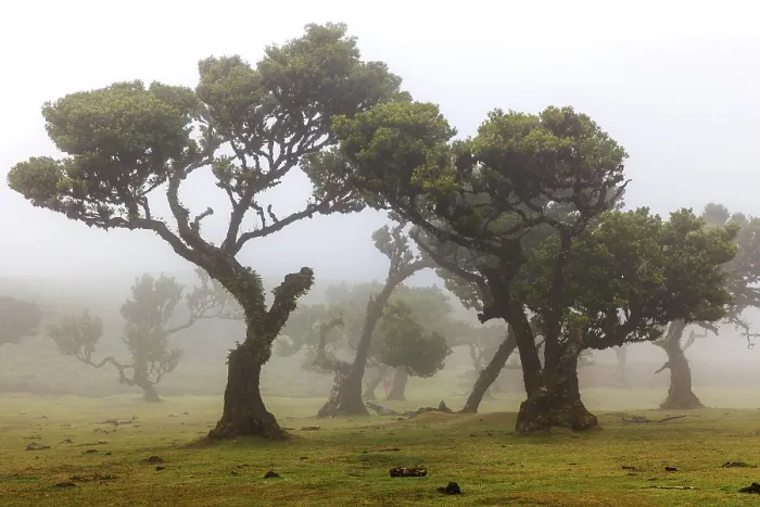 Framed Print : Old laurel trees in the mist, stinkwood (Ocotea foetens)