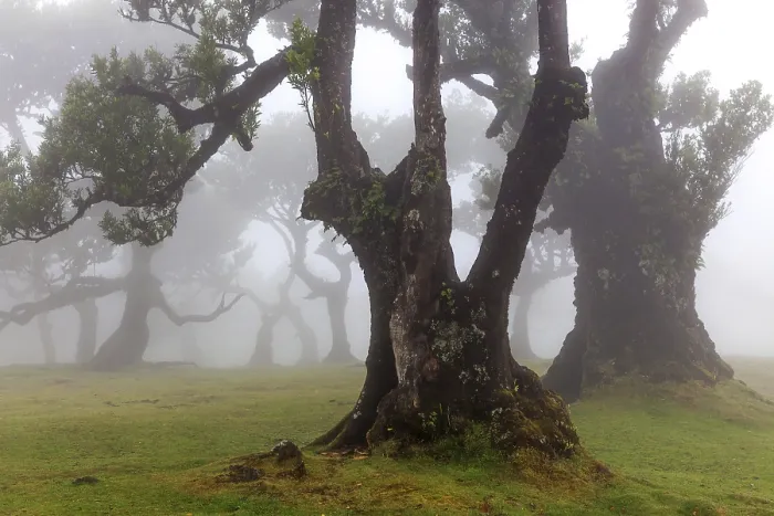 Framed Print : Old laurel trees in the mist, stinkwood (Ocotea foetens)