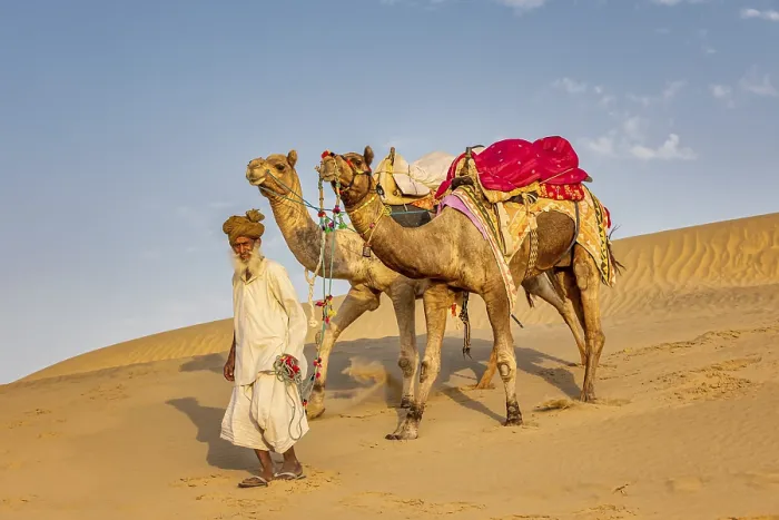 Framed Print : An old man with his camels, Thar desert Framed Print : An old man with his camels, Thar desert