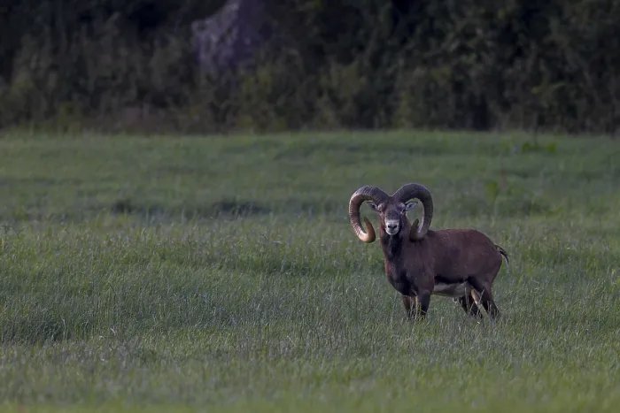Framed Print : Old mouflon rams (Ovis gmelini) lead an erratic life
