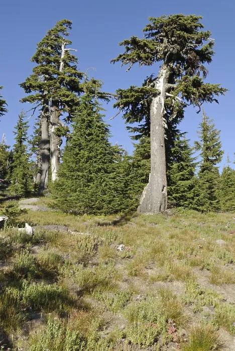 Framed Print : Old mountain forest on the southern flank of Mount Hood volcano