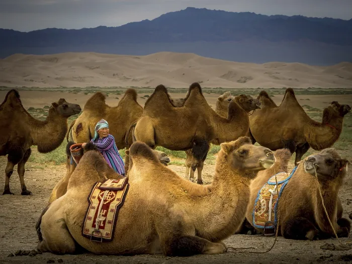 Framed Print : Old nomad with camels (Camelus ferus) Framed Print : Old nomad with camels (Camelus ferus)