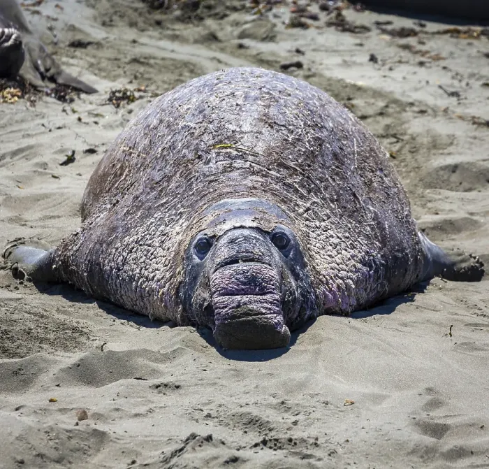 Framed Print : Old Northern Elephant Seal (Mirounga angustirostris) is in the sand Framed Print : Old Northern Elephant Seal (Mirounga angustirostris) is in the sand