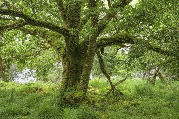 Framed Print : Old oak forest and moss, Glenveagh National Park