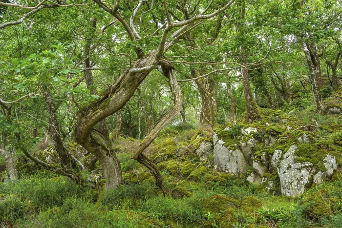 Framed Print : Old oak forest and moss, Glenveagh National Park Framed Print : Old oak forest and moss, Glenveagh National Park