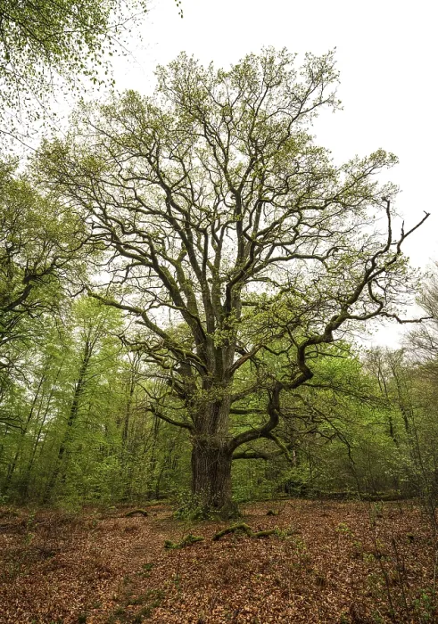 Framed Print : Old oak (Quercus), Rapp oak, named after the forestry official and conservationist Hermann-Josef Rapp Framed Print : Old oak (Quercus), Rapp oak, named after the forestry official and conservationist Hermann-Josef Rapp