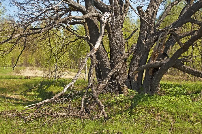 Framed Print : Old oak tree in a forest glade on a sunny spring day