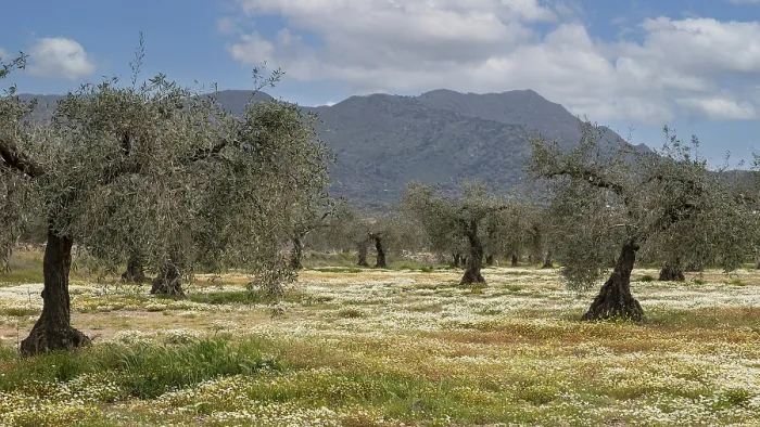Framed Print : Old olive grove in spring, Extremadura