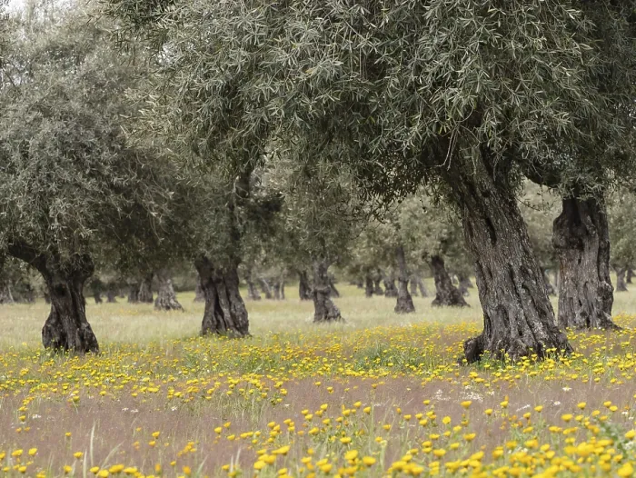Framed Print : Old olive grove in spring, Extremadura