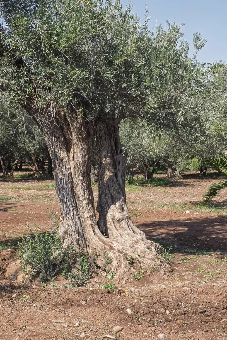 Framed Print : Old olive tree (Olea europaea), Morocco
