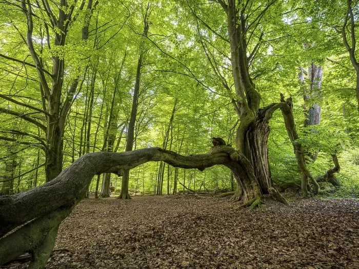 Framed Print : Old, partly bent beech (Fagus) trees in the primeval forest Sababurg Framed Print : Old, partly bent beech (Fagus) trees in the primeval forest Sababurg