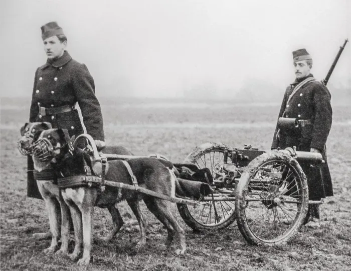 Framed Print : Old photograph showing Belgian carabiniers