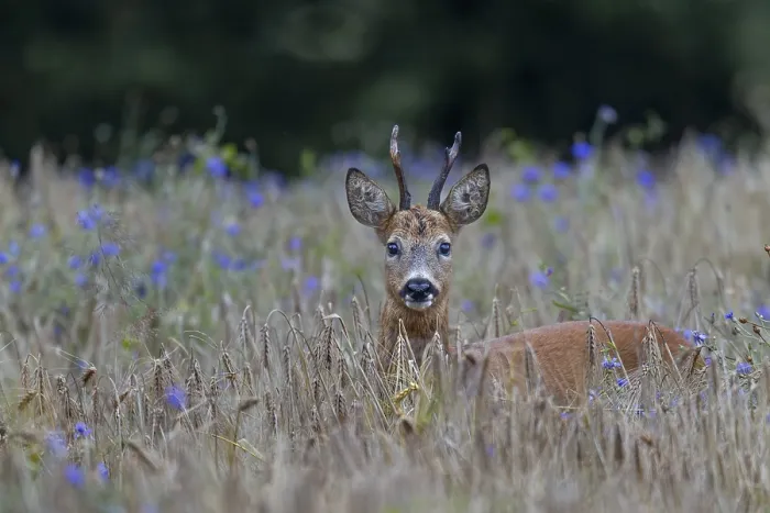 Framed Print : A very old roebuck (Capreolus capreolus) in a barley field with cornflowers (Centaurea cyanus)