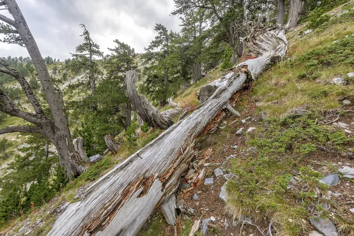 Framed Print : Old rotten fallen tree trunk in mountain forest Framed Print : Old rotten fallen tree trunk in mountain forest