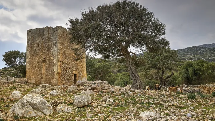 Framed Print : Old ruin and tree on rocky ground under cloudy sky