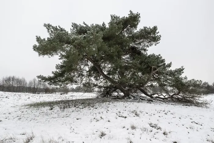 Framed Print : Old Scots pine (Pinus sylvestris)