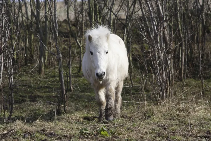 Framed Print : Old Shetland Pony