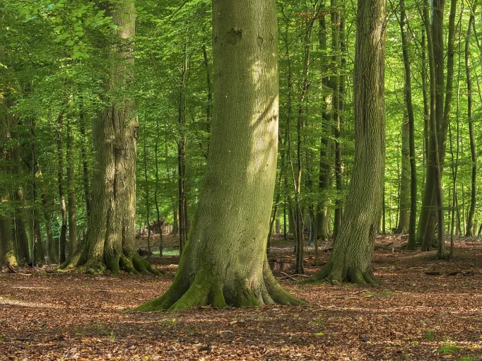 Framed Print : Old sunny beech forest near the Ivenacker Eichen