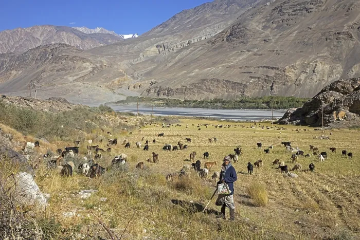 Framed Print : Old Tajik woman herding goats along the Pamir River Framed Print : Old Tajik woman herding goats along the Pamir River