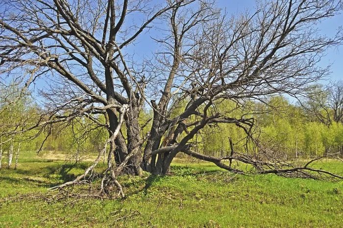 Framed Print : Old thick oak tree trunk at forest edge among the new trees in spring time