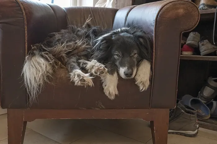 Framed Print : Old, tired Border Collie in his leather armchair