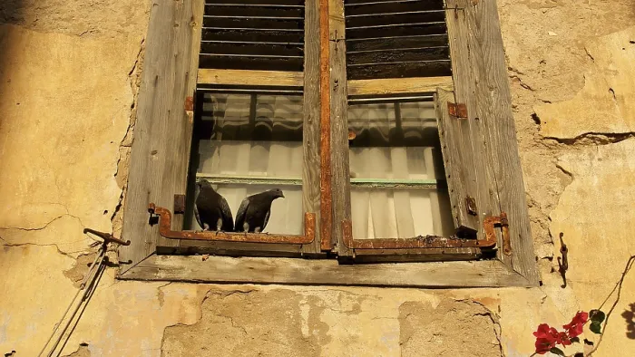 Framed Print : Old town of Nauplion, Two doves on an old