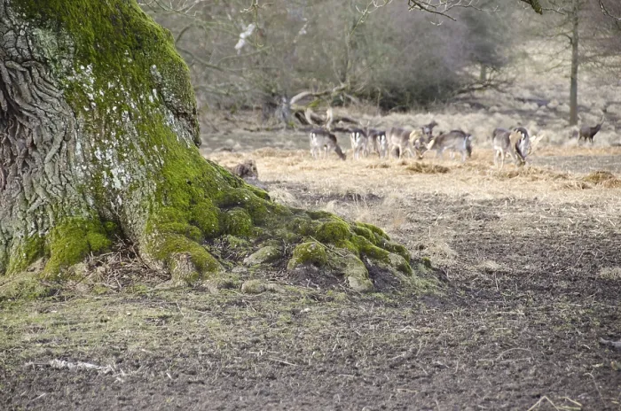 Framed Print : Old tree with fallow deers (Dama dama) in the background