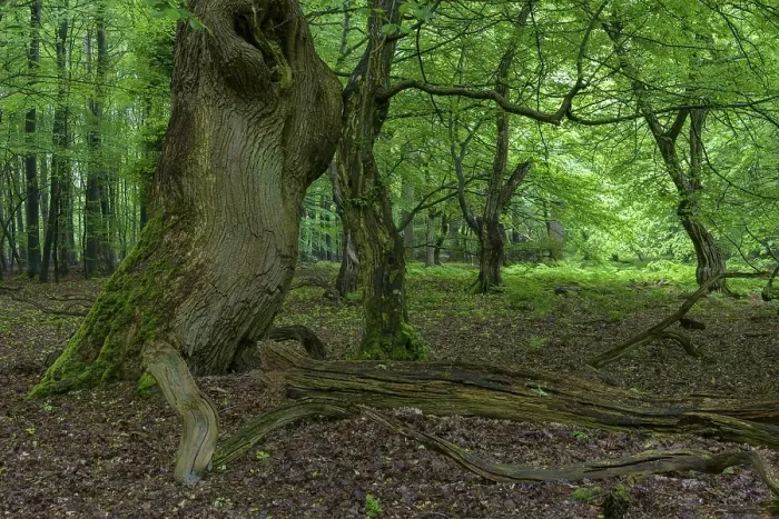 Framed Print : Old tree in the primeval forest Baumweg Framed Print : Old tree in the primeval forest Baumweg