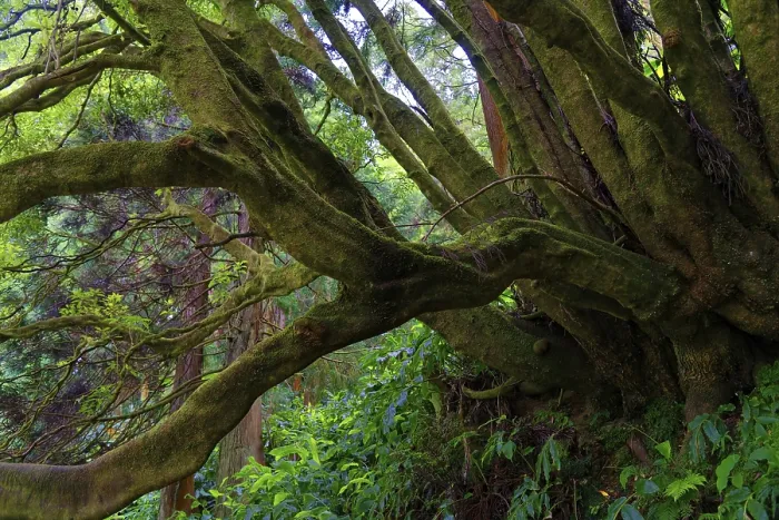 Framed Print : An old tree with thick, moss-covered branches Framed Print : An old tree with thick, moss-covered branches