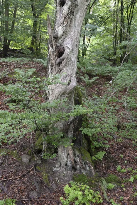 Framed Print : Old tree, tree, forest, old, spring