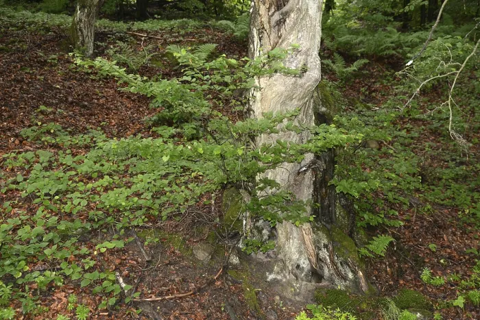 Framed Print : Old tree, tree, forest, old, spring
