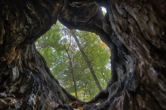 Framed Print : Old tree trunk in autumn Framed Print : Old tree trunk in autumn