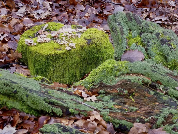 Framed Print : Old tree trunk overgrown with moss in deciduous forest