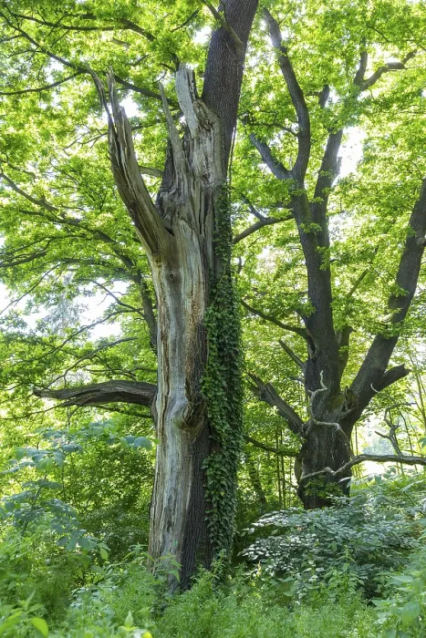 Framed Print : Old trees in the castle park of Thuermsdorf