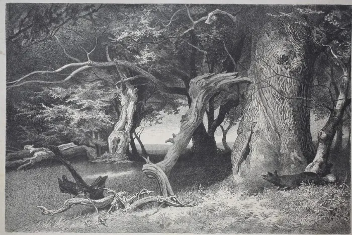 Framed Print : Old trees in the Hasbruch, a 627-hectare oak and beech forest in the Oldenburg district of Lower Saxony