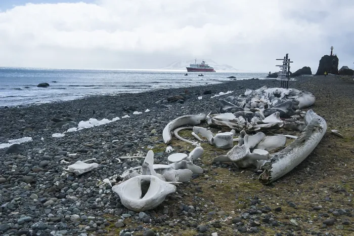 Framed Print : Old whale bones on the beach near the Arctowski Station