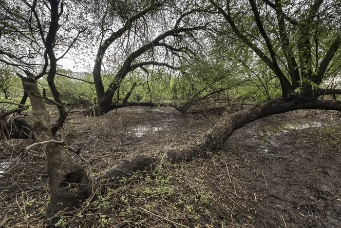 Framed Print : Old willows (Salix alba) in the quarry forest