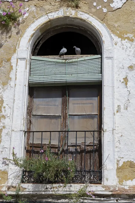 Framed Print : Old window of an abandoned building with weeds growing and some pigeons perched on it