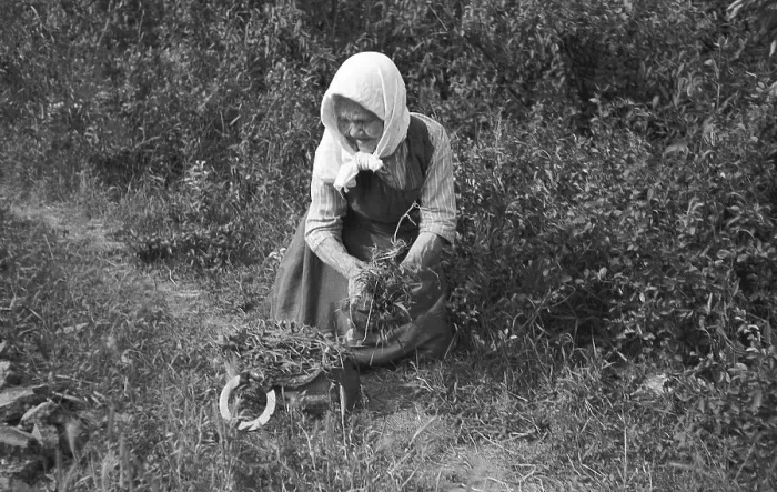 Framed Print : Old woman looking for herbs by the wayside Framed Print : Old woman looking for herbs by the wayside