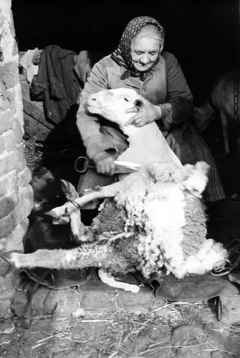 Framed Print : Old woman schurt sheep, ca. 1955 Framed Print : Old woman schurt sheep, ca. 1955